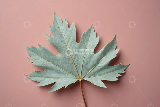 粉色背景下的单张枫叶