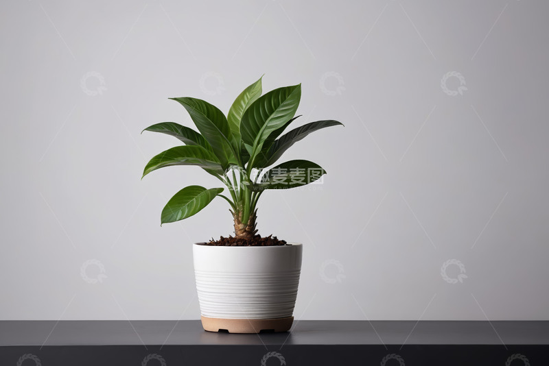 高清大图下载【趣麦麦图】白色花盆中的绿色盆栽植物