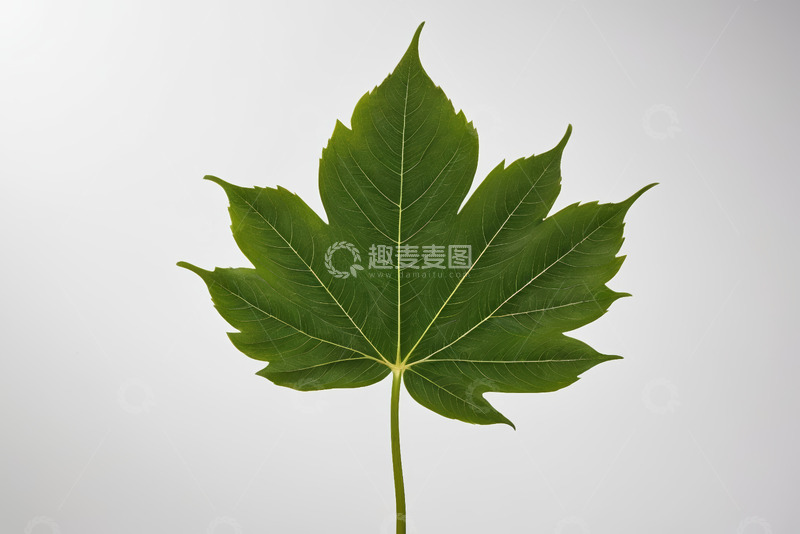 高清大图下载【趣麦麦图】特写绿色枫叶