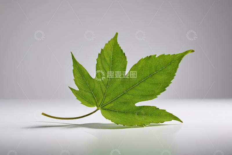 高清大图下载【趣麦麦图】绿色枫叶特写素材