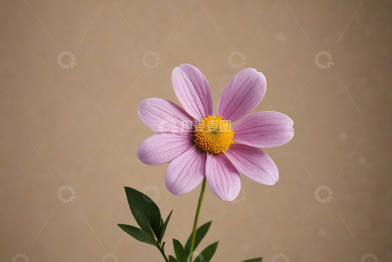 高清大图下载【趣麦麦图】单朵紫色花朵特写