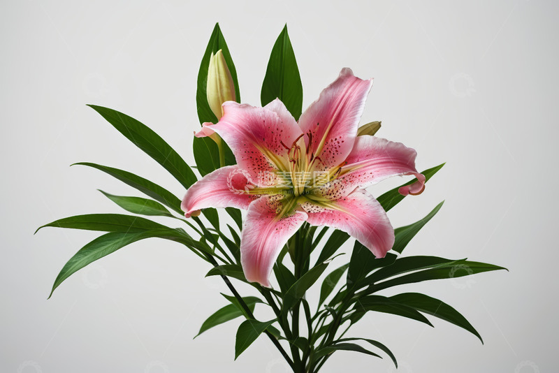 高清大图下载【趣麦麦图】粉色百合花特写