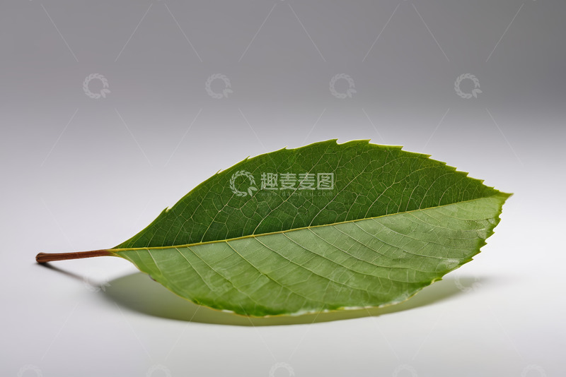 高清大图下载【趣麦麦图】绿色单叶片特写