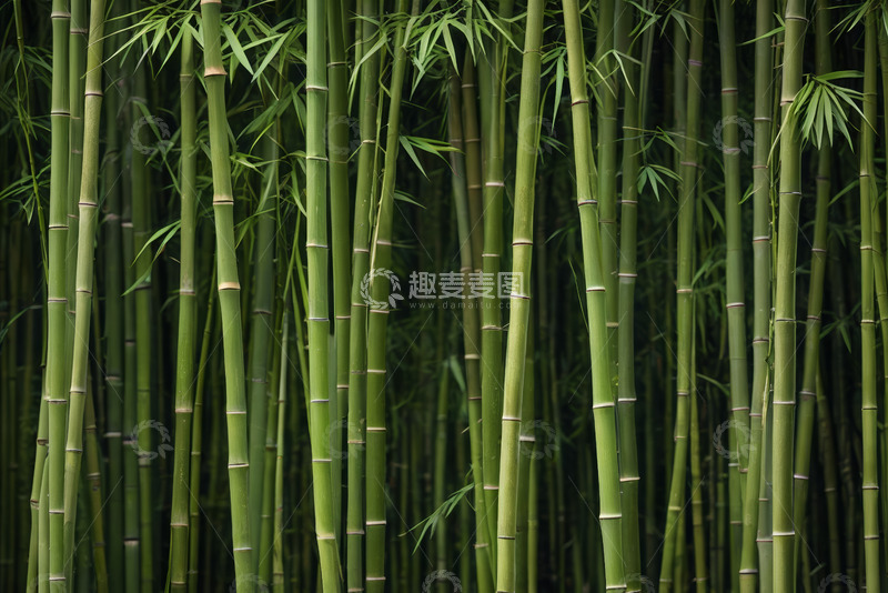 高清大图下载【趣麦麦图】茂密竹林绿色植物景观