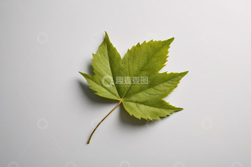 高清大图下载【趣麦麦图】单枚绿色叶片特写