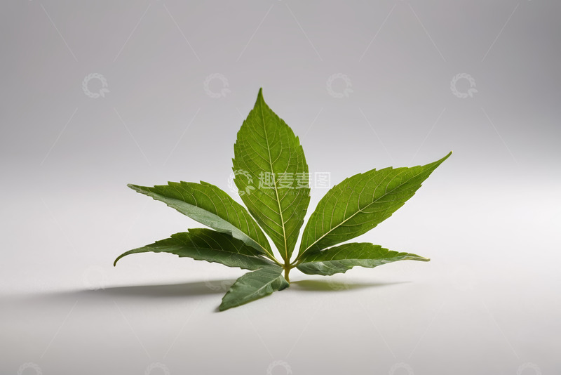 高清大图下载【趣麦麦图】单枚绿色植物叶子特写