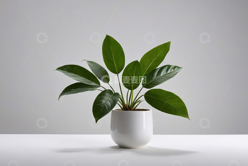 高清大图下载【趣麦麦图】白色花盆中的绿色植物