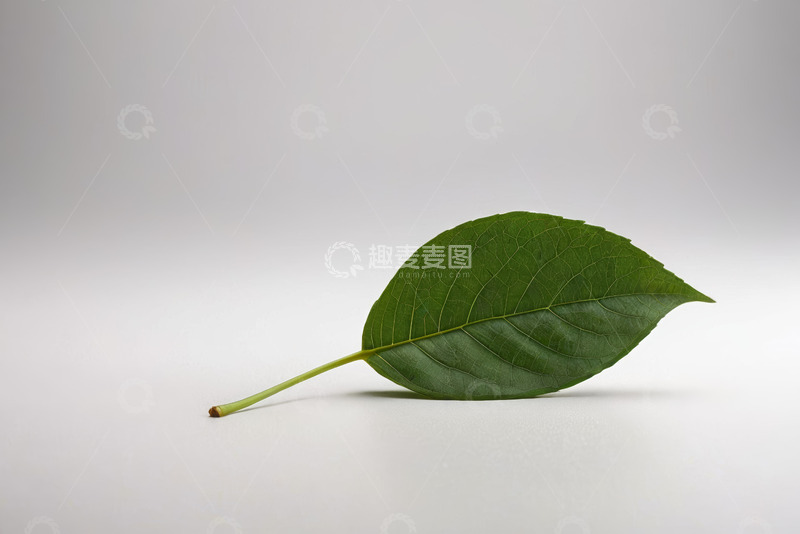 高清大图下载【趣麦麦图】单片绿叶特写静物