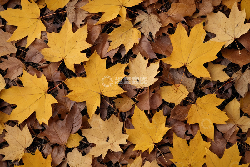 高清大图下载【趣麦麦图】地面上的黄色枫叶