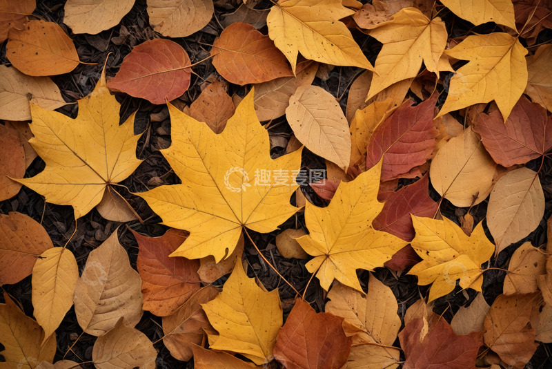 高清大图下载【趣麦麦图】地面上的多彩秋叶