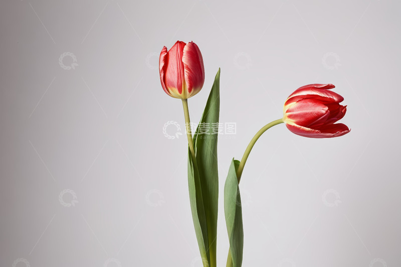 高清大图下载【趣麦麦图】两枝红色郁金香特写