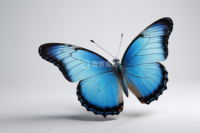 高清大图下载【趣麦麦图】蓝色蝴蝶特写