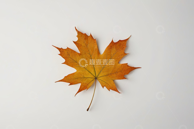 高清大图下载【趣麦麦图】白色背景上的单片枫叶