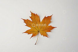 白色背景上的单片枫叶