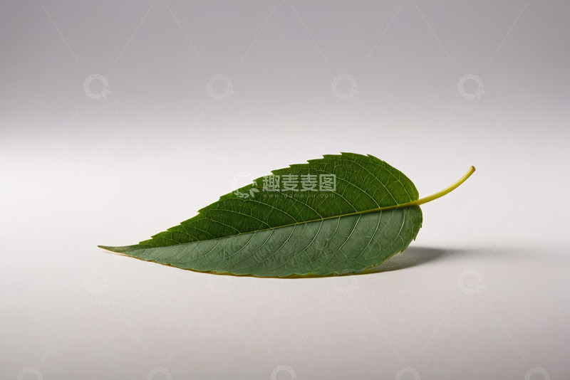 高清大图下载【趣麦麦图】单枚绿色植物叶子