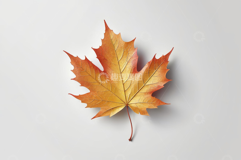 高清大图下载【趣麦麦图】橙黄色枫叶特写素材