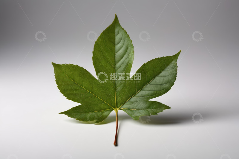 高清大图下载【趣麦麦图】绿色单叶片特写