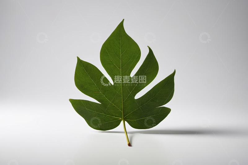 高清大图下载【趣麦麦图】单枚绿色植物叶片特写