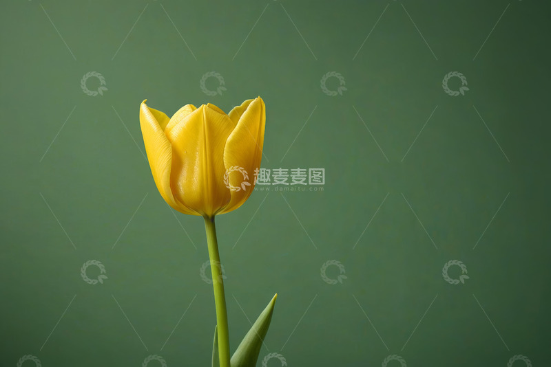 高清大图下载【趣麦麦图】黄色郁金香特写