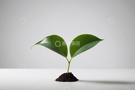 盆栽绿植幼苗特写