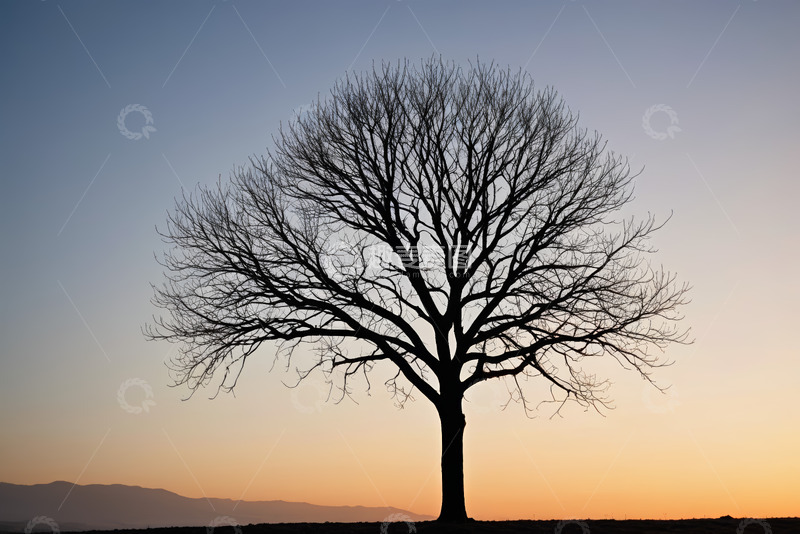 高清大图下载【趣麦麦图】夕阳下旷野中的孤树剪影