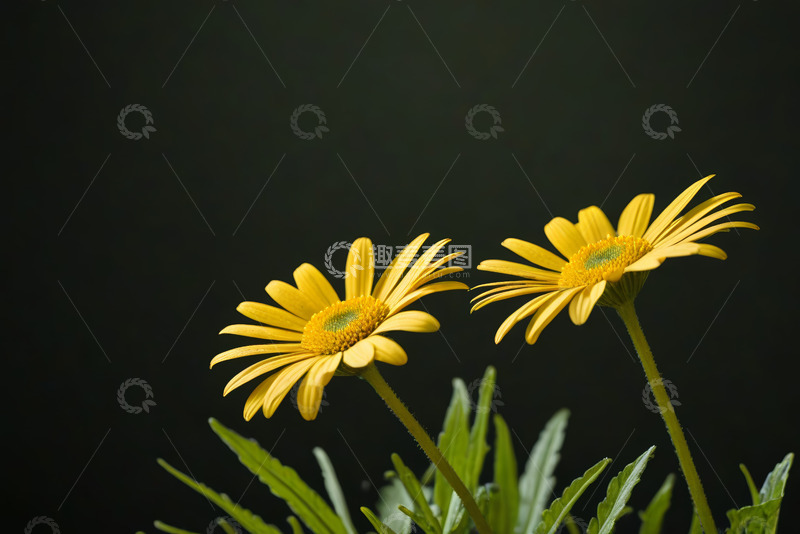 高清大图下载【趣麦麦图】黄色花朵特写