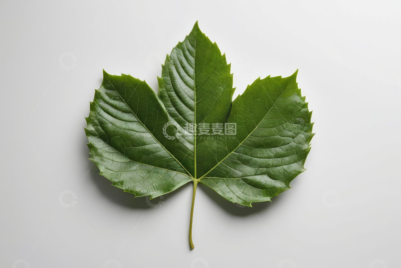 高清大图下载【趣麦麦图】绿叶特写素材