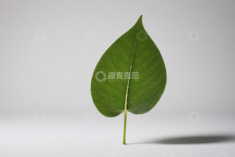 高清大图下载【趣麦麦图】单片绿叶特写素材