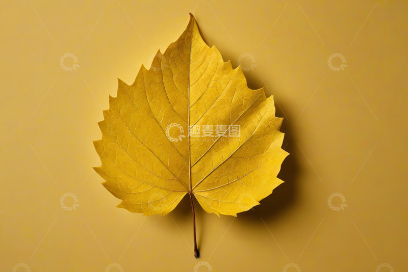 高清大图下载【趣麦麦图】黄色背景上的单枚秋叶