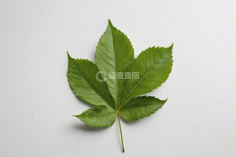 高清大图下载【趣麦麦图】绿色植物叶片特写