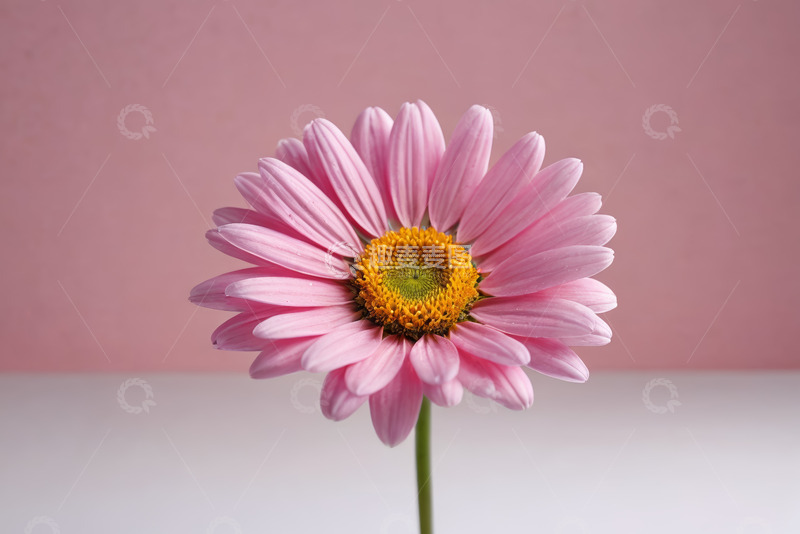 高清大图下载【趣麦麦图】粉色雏菊特写