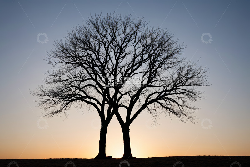 高清大图下载【趣麦麦图】户外日落时两棵光秃树木景象