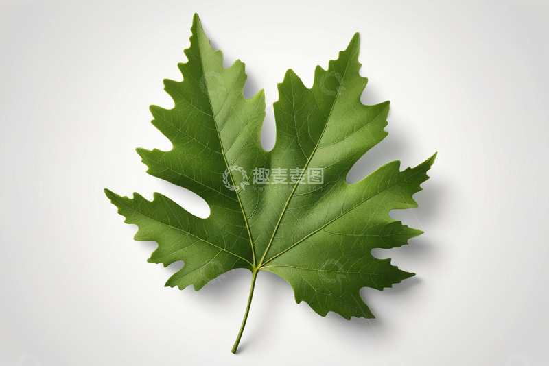 高清大图下载【趣麦麦图】绿色单枚叶片特写