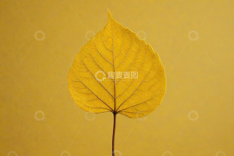高清大图下载【趣麦麦图】黄色单枚秋叶特写