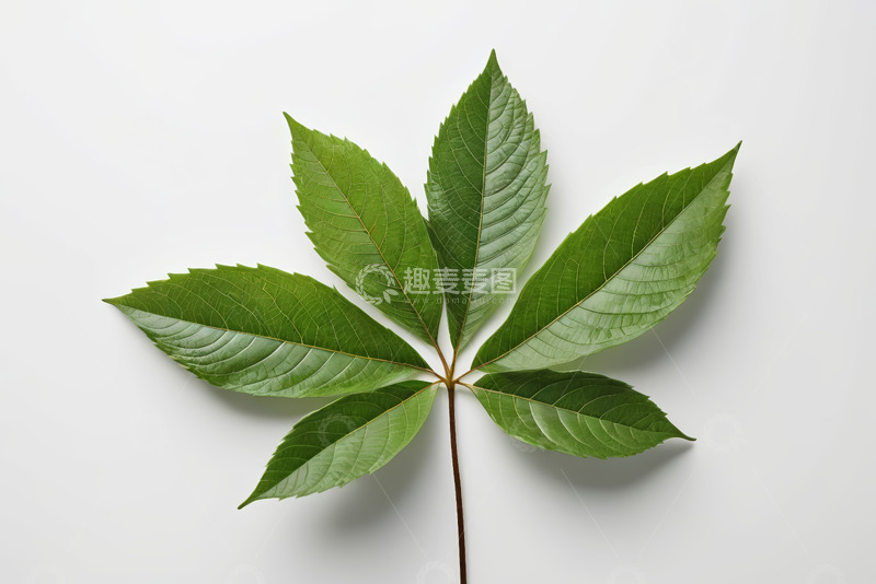 高清大图下载【趣麦麦图】绿色植物叶片特写素材
