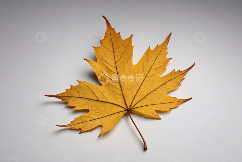 高清大图下载【趣麦麦图】黄色枫叶特写