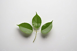 白色背景上的绿色树叶