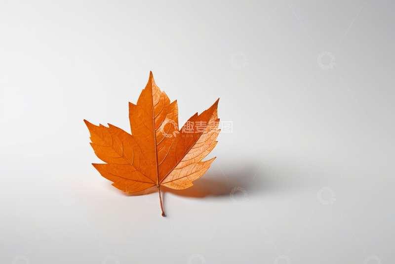 高清大图下载【趣麦麦图】橙色枫叶特写
