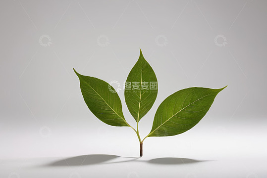 绿色植物叶子特写素材
