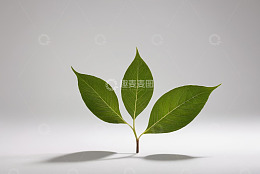 绿色植物叶子特写素材