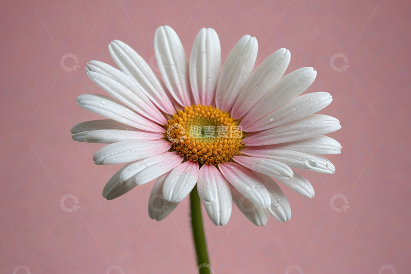 高清大图下载【趣麦麦图】粉色背景下的雏菊特写
