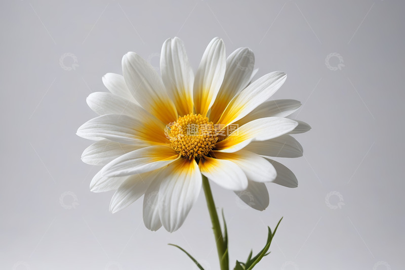 高清大图下载【趣麦麦图】白色雏菊特写