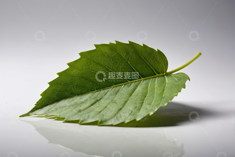 高清大图下载【趣麦麦图】绿色单叶片特写素材