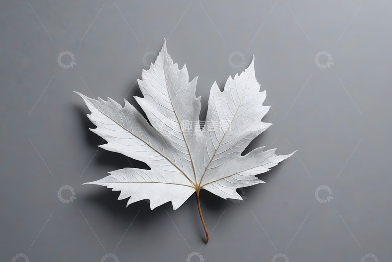 高清大图下载【趣麦麦图】灰色背景上的白色枫叶