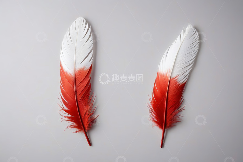 高清大图下载【趣麦麦图】红白相间羽毛特写