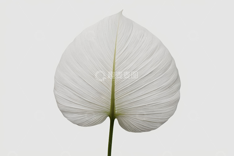 高清大图下载【趣麦麦图】白色植物叶片特写