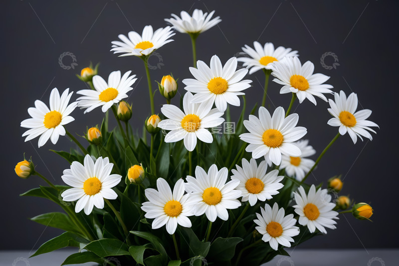 高清大图下载【趣麦麦图】白色雏菊特写花卉素材