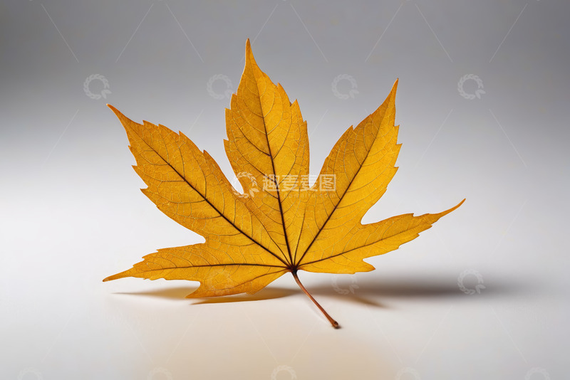 高清大图下载【趣麦麦图】黄色枫叶特写