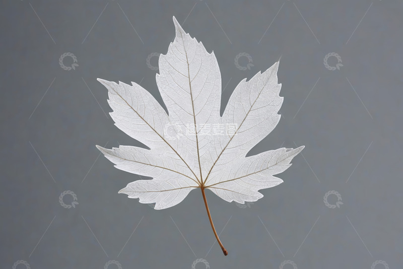 高清大图下载【趣麦麦图】白色枫叶特写