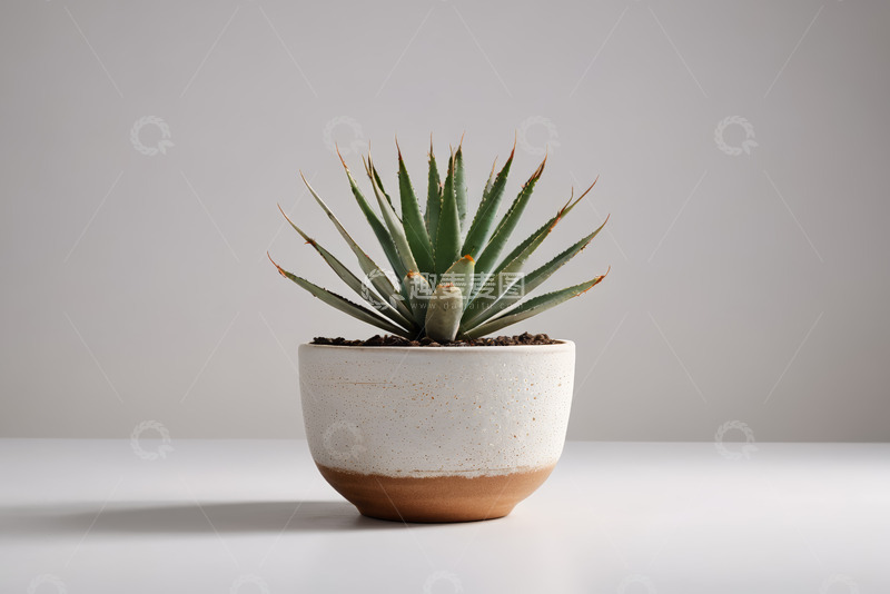 高清大图下载【趣麦麦图】盆栽芦荟静物特写